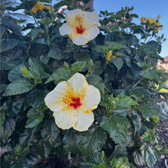 s6rose